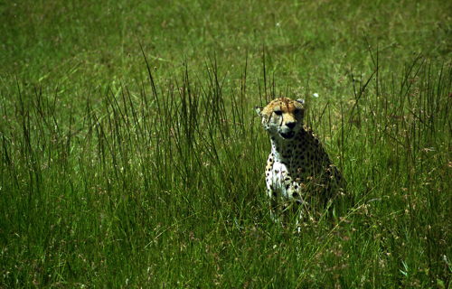 1997  - KENYA