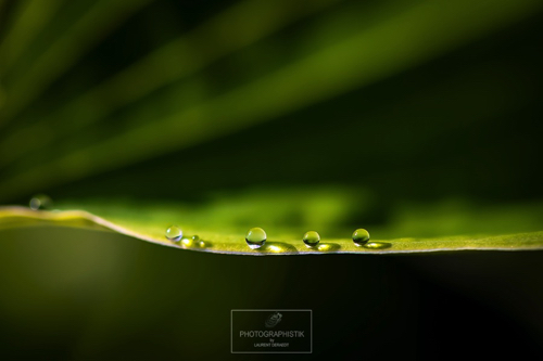 2018-Macro-Fleurs3.jpg