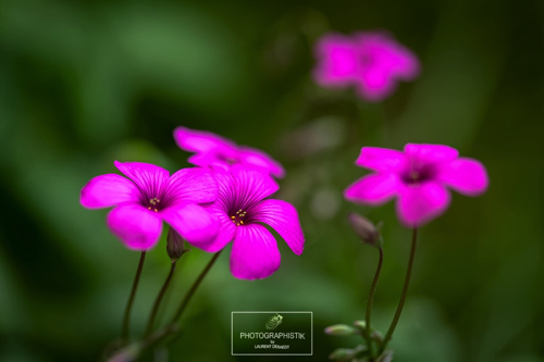 2018-Macro-Fleurs4.jpg