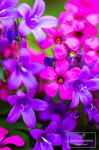 2018-Macro-Fleurs5.jpg